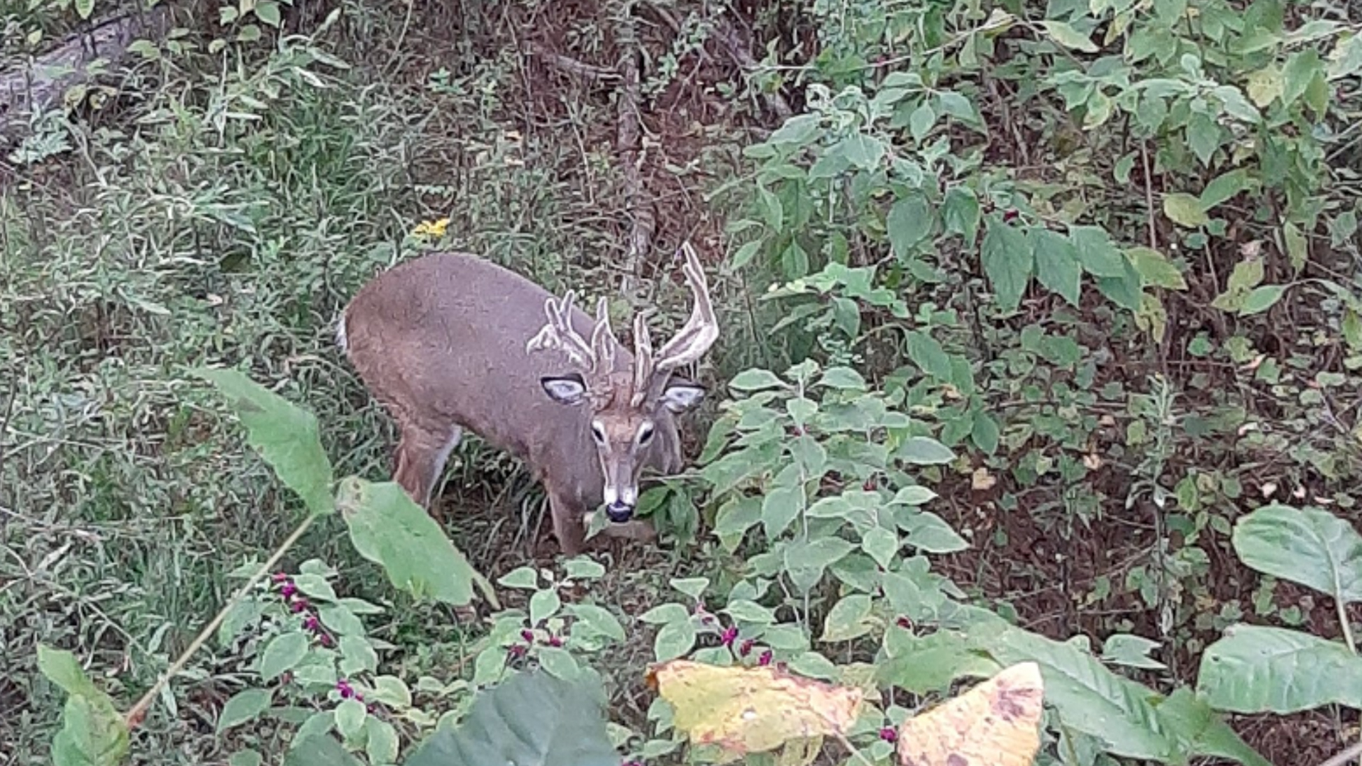 Benny Overholt S Georgia Cactus Buck