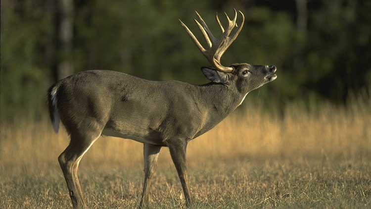 A Guide to Bowhunting The Rut | Bowhunting.com