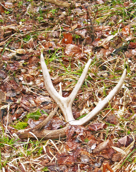 Joe ‘Shead-Antler’ Wrote the Book on Shed Hunting