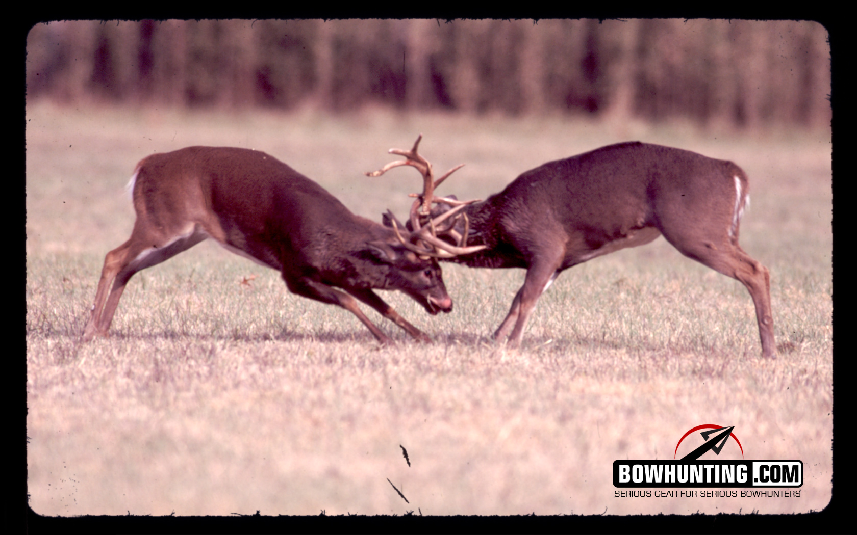 deer hunting wallpaper desktop