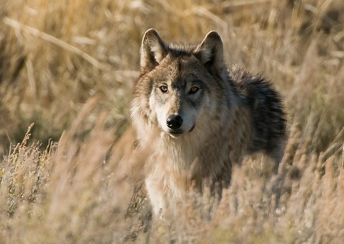 Montana to Open a Wolf Archery Season