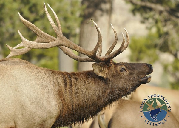 How to Score a Deer - Union Sportsmen's Alliance