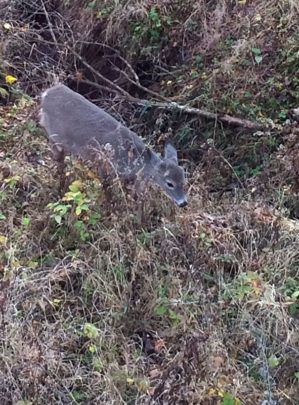 The Wisconsin DNR had collected only 2,993 samples, or less than 75 percent of its 2015 goal as of Jan. 10.