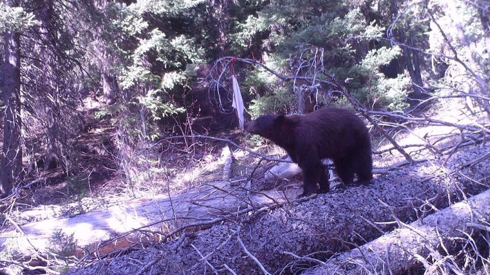 bear at scent rag