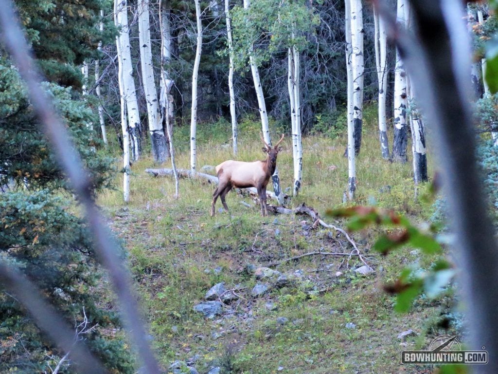 bull elk looking at elk camp