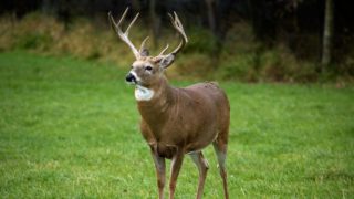 Understanding Deer Behavior During the Rut | Bowhunting.com