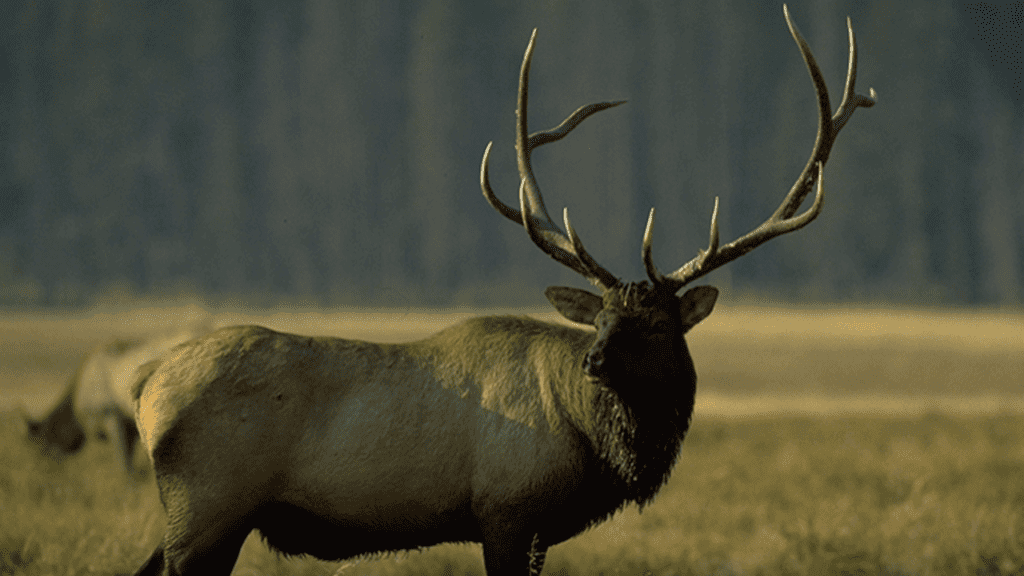 First Wisconsin Elk Hunt Scheduled For Fall Of 2018