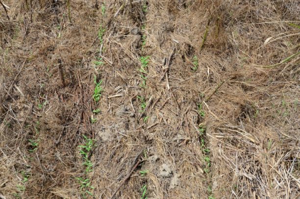 How To Manage Weeds in Your Food Plots | Bowhunting.com