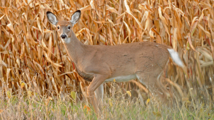 Iowa Deer Exchange Allows Hunters To Help Feed The Need