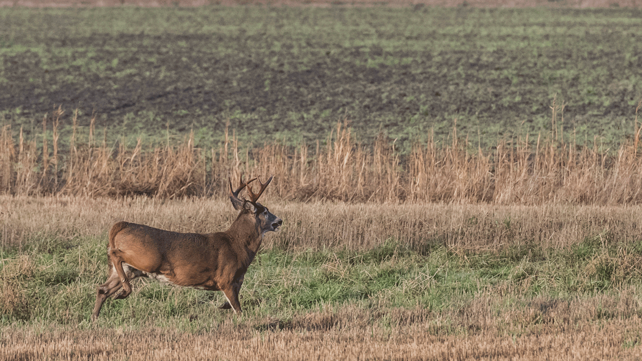 Finland Buck Running