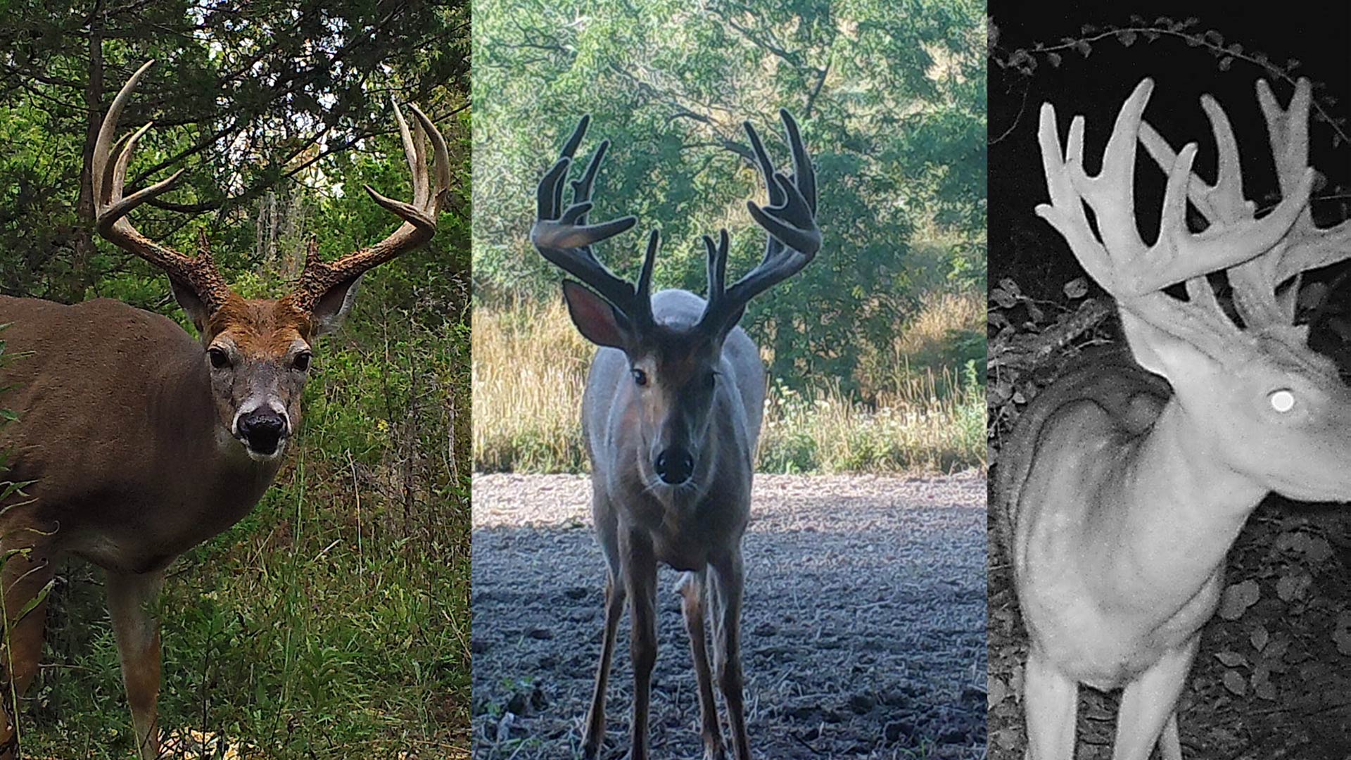 BHOD Trail Camera Contest Vote Now