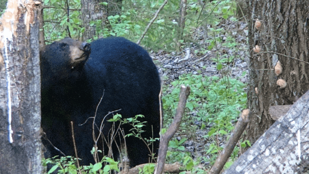 black bear crossbow