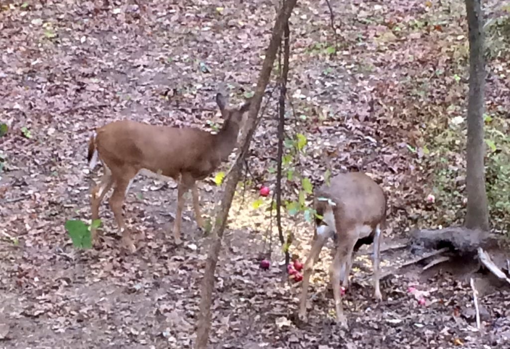 How Does Toxic Bait Affect Deer