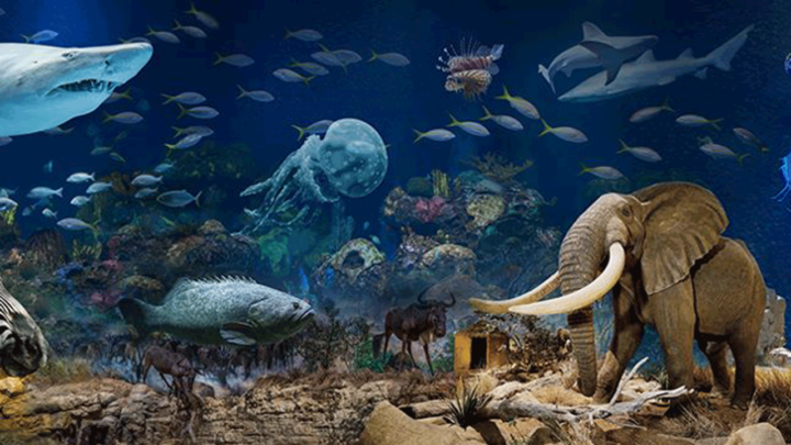 Wonders of Wildlife Museum & Aquarium Reviews – A Journey Through Nature’s Marvels