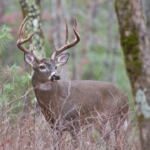 mississippi-wildlife-buck