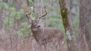 mississippi-wildlife-buck