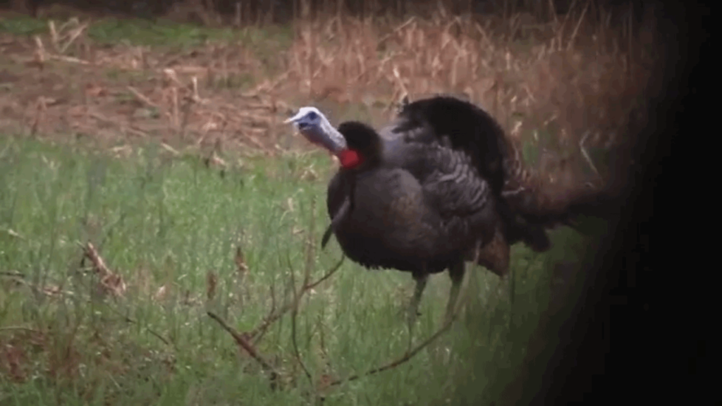 How to Call Pressured Turkeys: 5 Sounds That Work