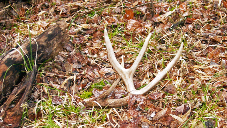 When Do Deer Shed Their Antlers?