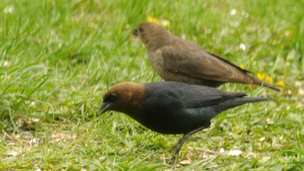 Cowbirds Ride Whitetails to Feast on Deer Flies