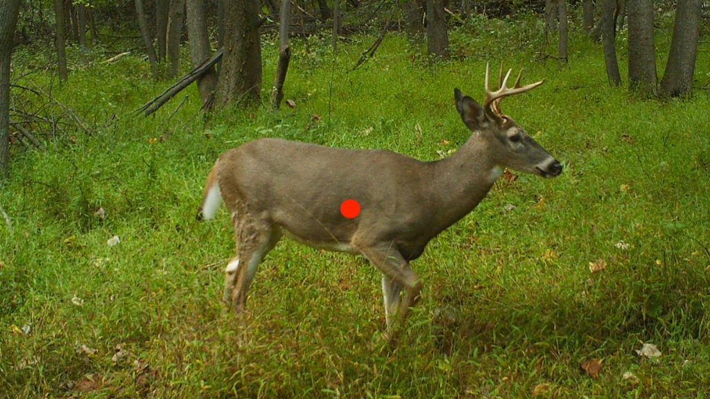 Shot Placement for Deer