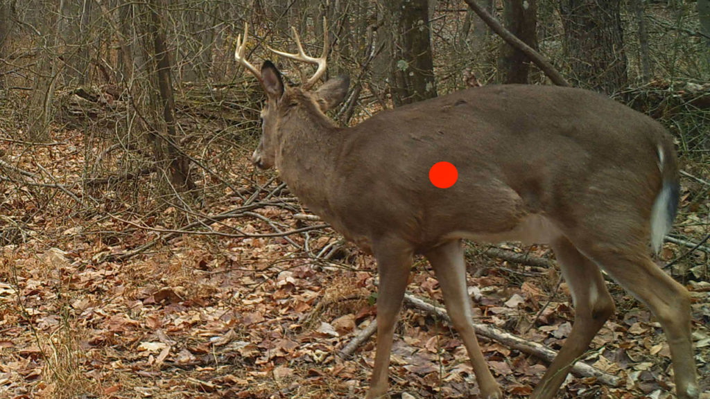 Shot Placement for Deer