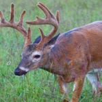 velvet buck walking