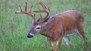 velvet buck walking