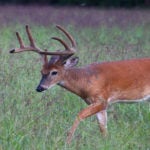 velvet buck walking in field