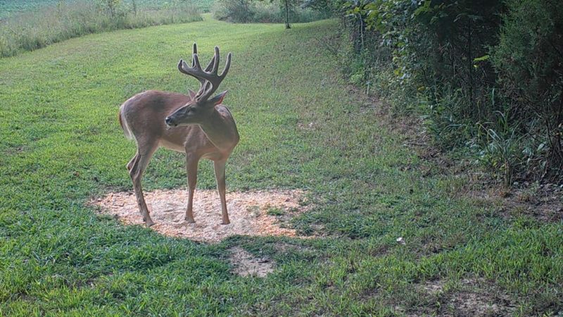 buck feeding on a corn bait pile