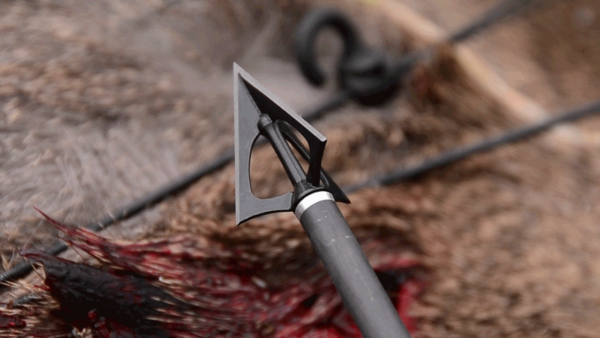 Best Broadheads For Whitetail Bowhunting Bowhunt 101 8494