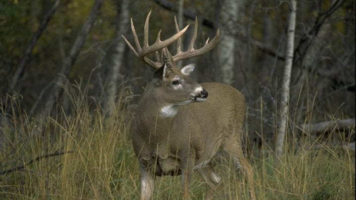 4 Reasons October is Better Than November to Kill a Buck