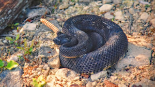 What to Do if You Get Bit by a Snake