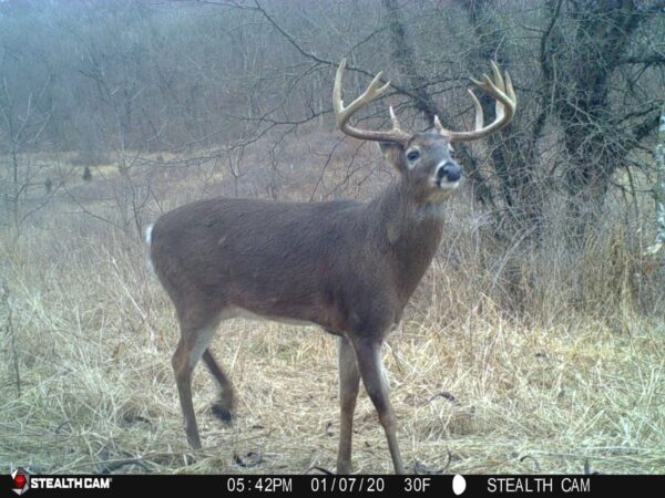 Age This Buck