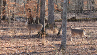 Pre-Rut Hunting Tactics For October Whitetails | Pre Rut Hunting