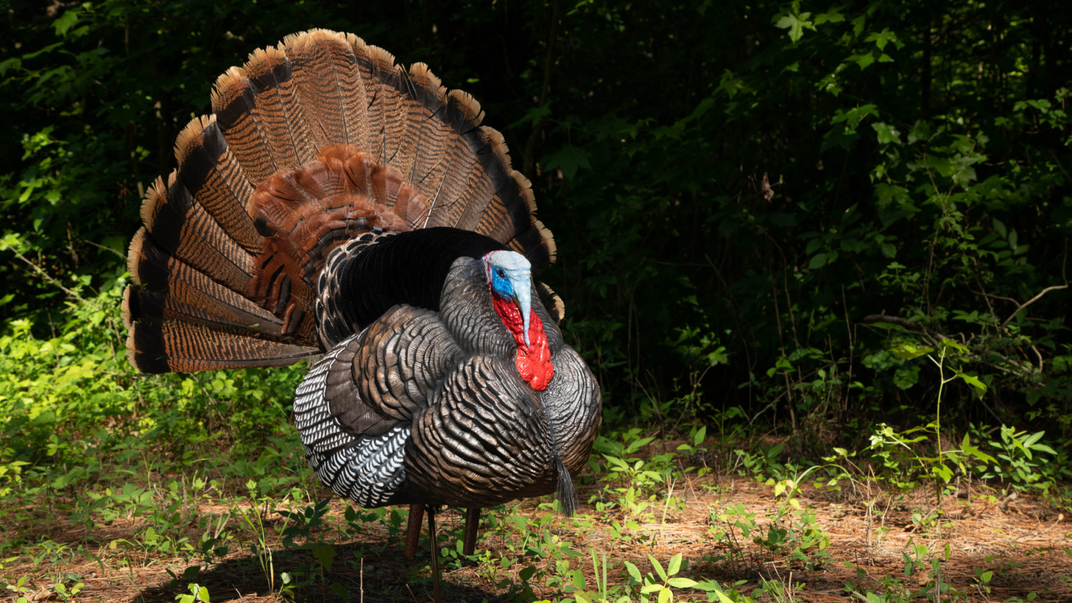 Best Turkey Hunting Gear For 2021