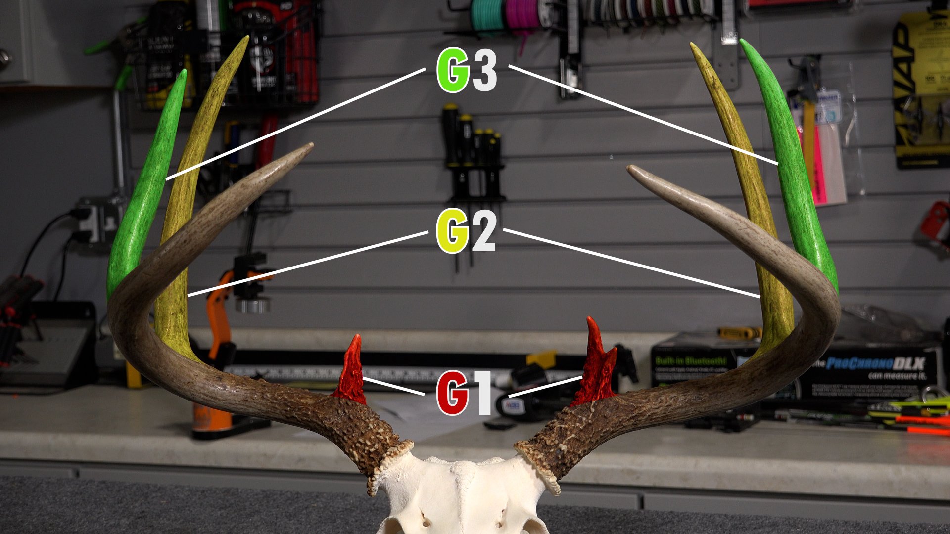 How Does Your Rack Measure Up? How to Score Deer Antlers - Safari Club  International - Lansing, Michigan Chapter