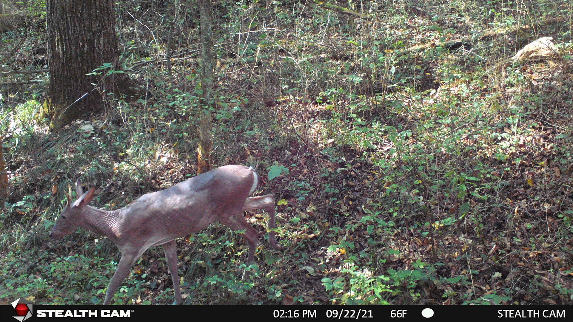 Why Is This Deer Hairless? | Bowhunting.com