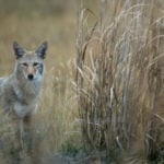 Do Coyotes Really Impact Deer Herds?