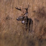 buck in field looking away