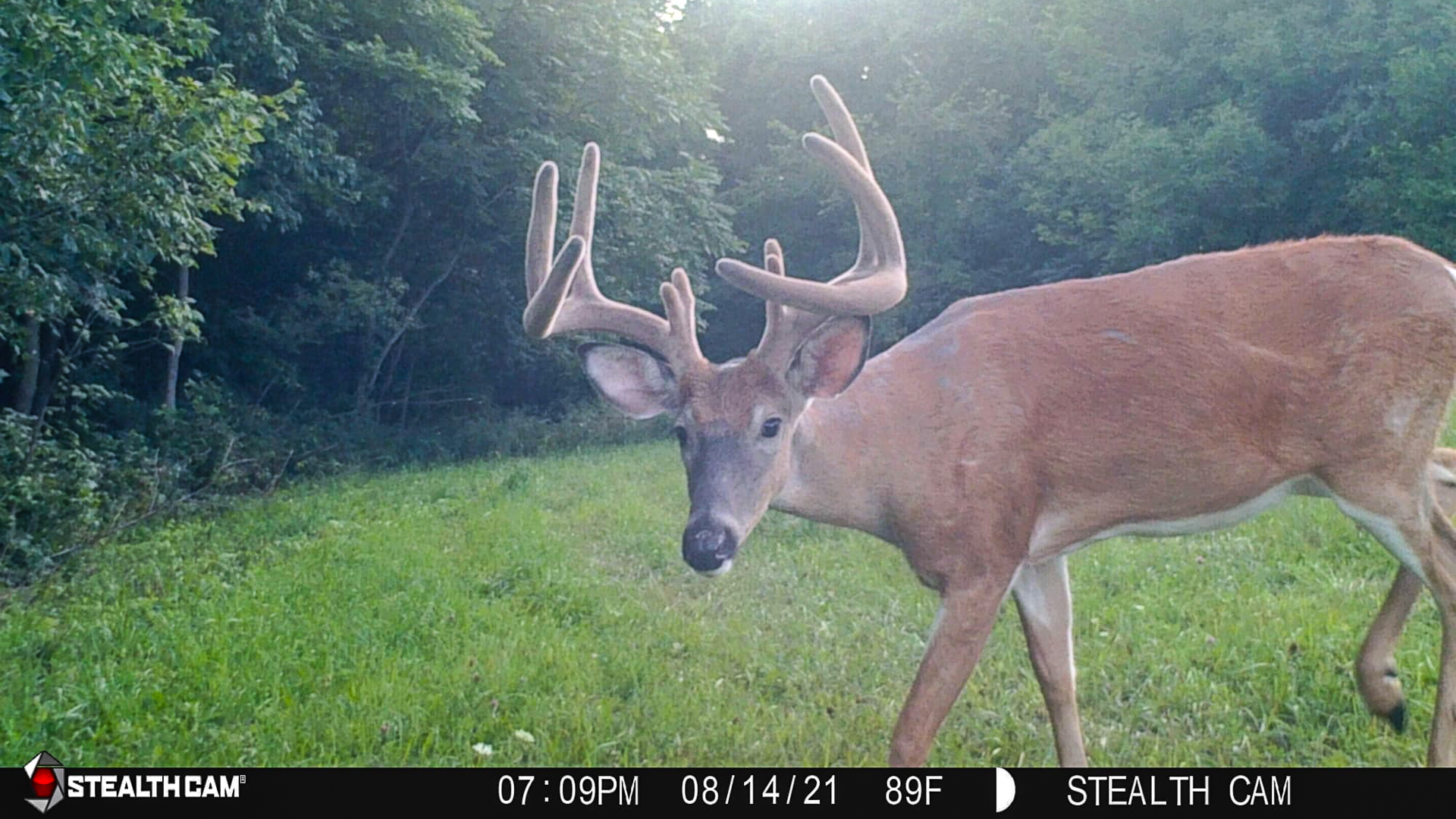 Mississippi Adds Velvet Buck Season for Bowhunters