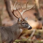 First Cwd Case Found In North Carolina Deer Herd