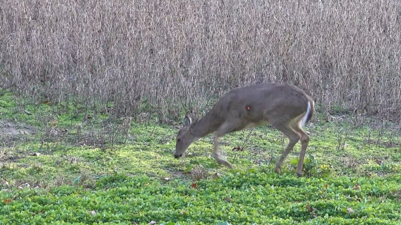 Breaking Down the Liver Shot on Deer