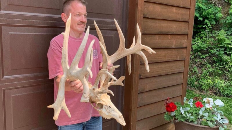 Giant Minnesota Deadhead Found