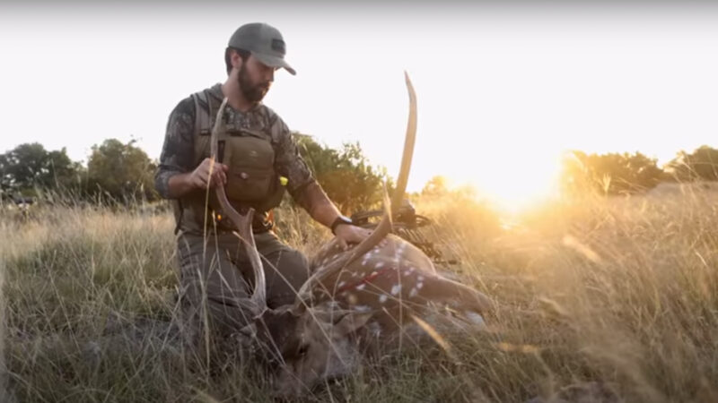 When & Where To Hunt Axis Deer?