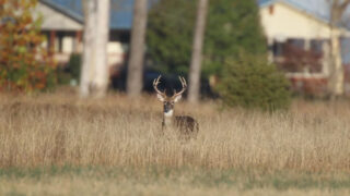 Register Now For Urban Archery Deer Hunts In Arkansas