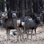 Cwd Threatens To Wipe Out A Wyoming Mule Deer Herd