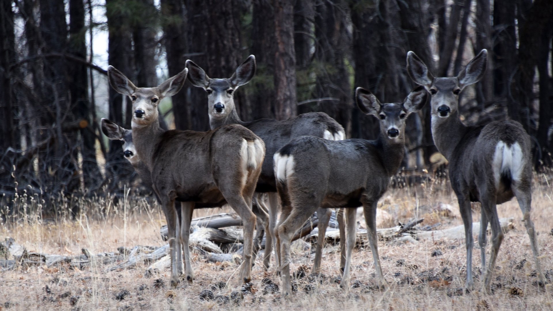 Cwd Threatens To Wipe Out A Wyoming Mule Deer Herd