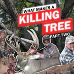 What Makes A Killing Tree Part 2