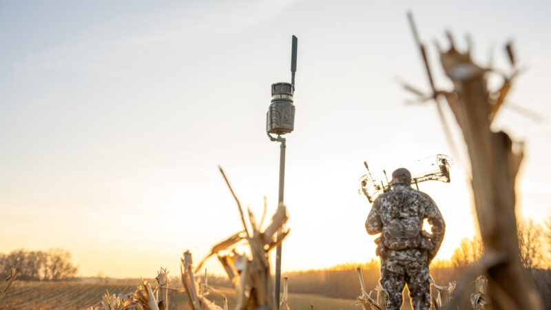 Summer Scouting And Stand Placement For Deer