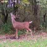 Wildlife Research Center Launches Trail Cam Photo Contest